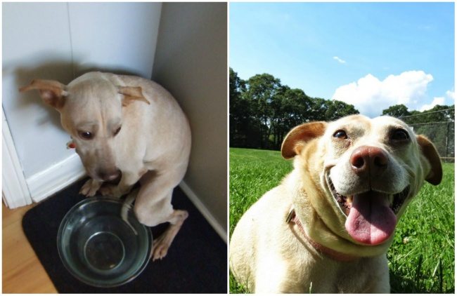 7-animals-before-after-saved-from-shelters
