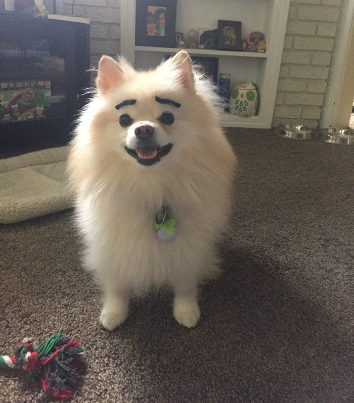 7-dogs-with-eyebrows-to-make-your-day-better