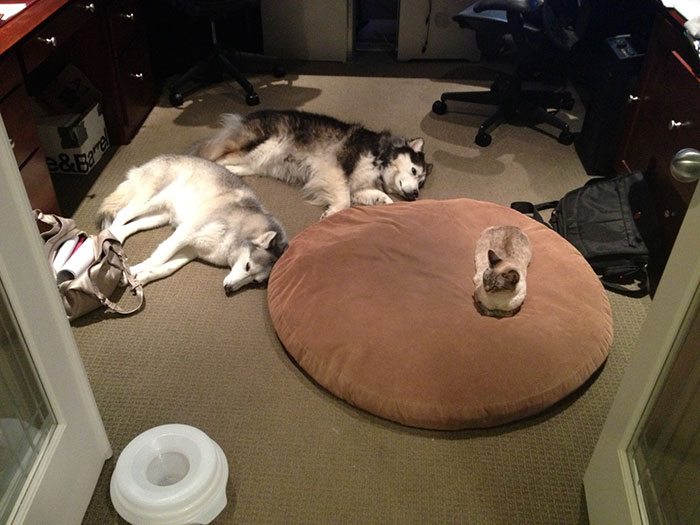 7-totally-careless-cats-stealing-dog-beds