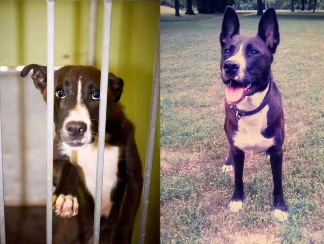 8-animals-before-after-saved-from-shelters