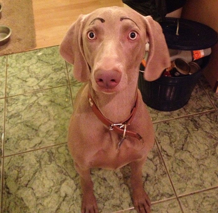 8-dogs-with-eyebrows-to-make-your-day-better