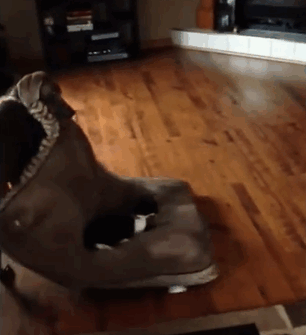 8-totally-careless-cats-stealing-dog-beds