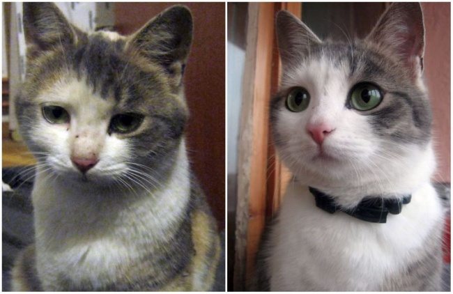 9-animals-before-after-saved-from-shelters