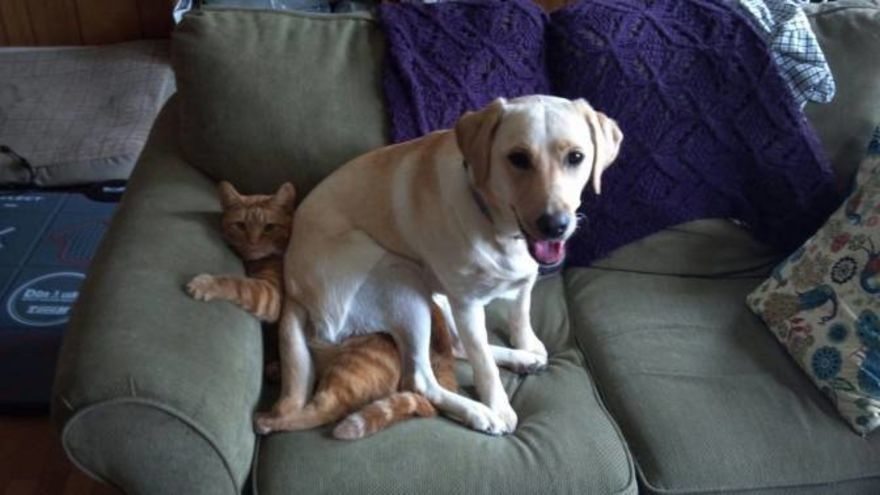 9-cats-and-the-worst-moment-of-their-9-lives