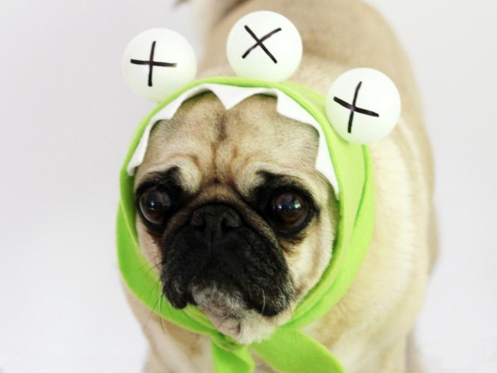 9-dog-halloween-costumes-that-are-just-adorable