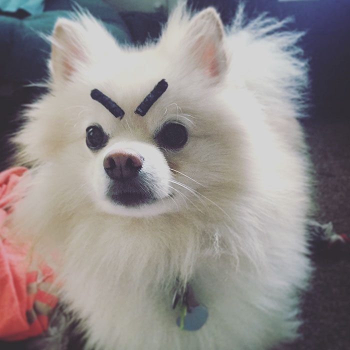 9-dogs-with-eyebrows-to-make-your-day-better