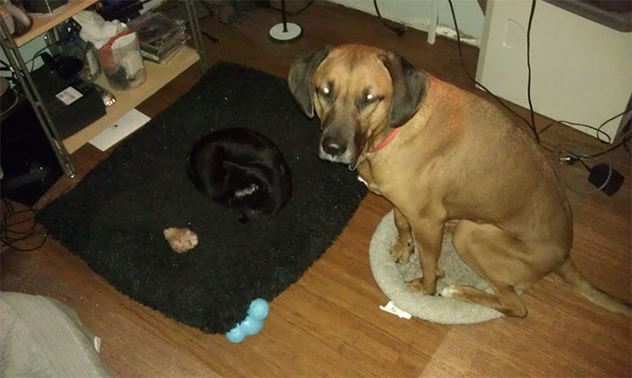 9-totally-careless-cats-stealing-dog-beds