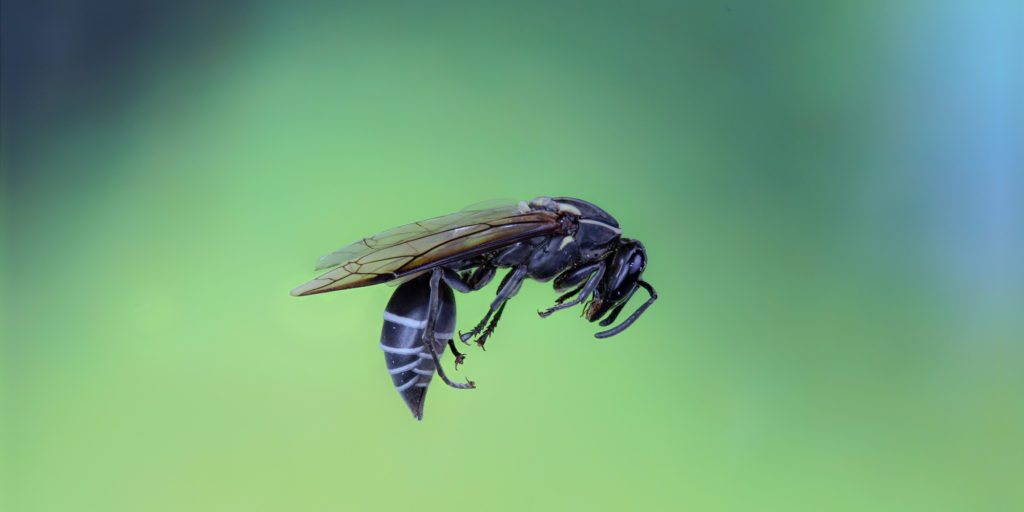 The toxin of the Brazilian wasp Polybia paulista is the ideal weapon against cancer since it leaves normal cells unharmed.