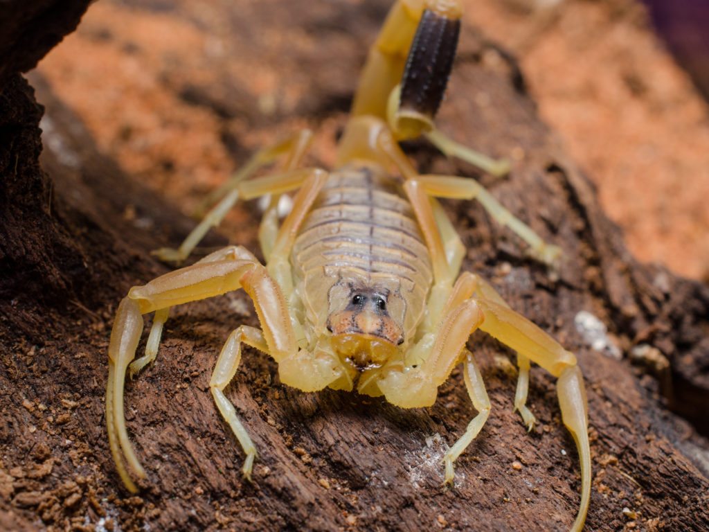 The deathstalker scorpion’s venom is used to make tumour paint.