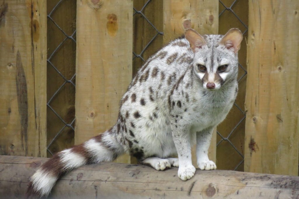 Common genets are often found near pools or rivers.