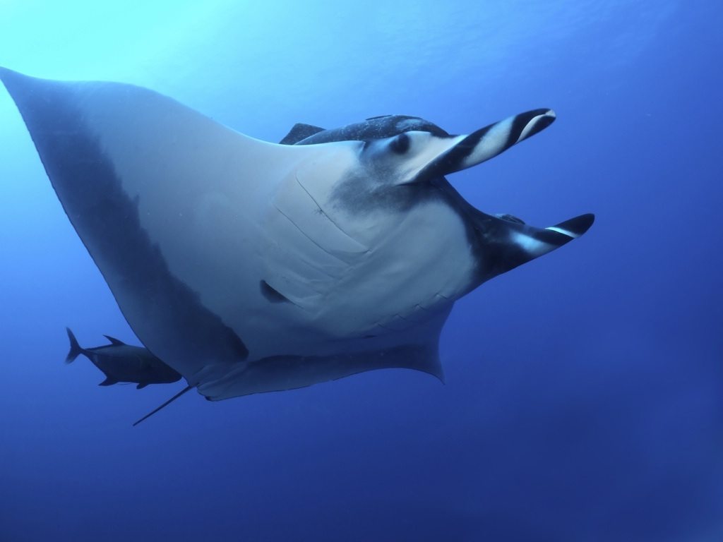 Mantas often travel with suckerfish – a tag-along species that takes advantage of speed and status