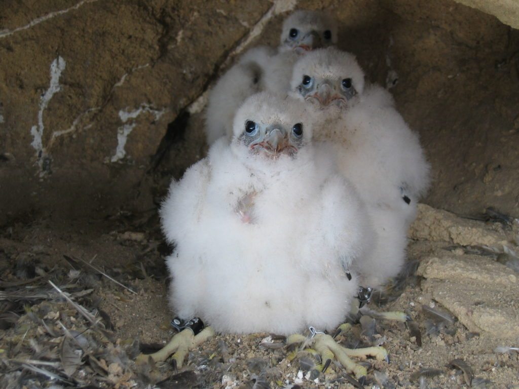 Peregrine Chicks are known as ‘eyases’. They depend on their parents for about ten weeks. 
