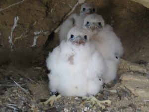 peregrine-young-chicks