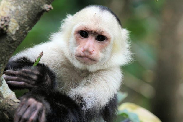 A White-headed Capuchin (Cebus capucinus) hanging on a tree branch in Costa Rica at Zoo Ave.