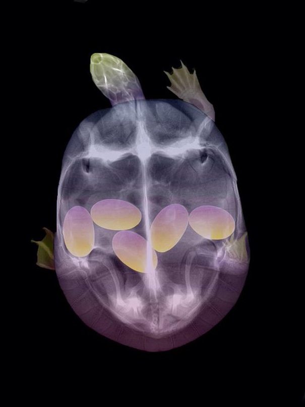 1-pregnant-animal-x-rays-that-are-both-awesome-and-scary