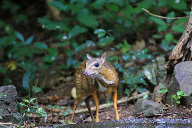 Chevrotain, Mouse-deer In national park of Thailand