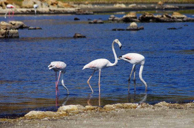 Flamingos in a pond in Sardinia, near Olbia.Flamingos in Sardinia