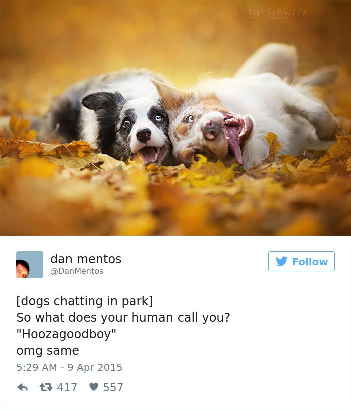 10-dog-tweets-that-are-simply-priceless