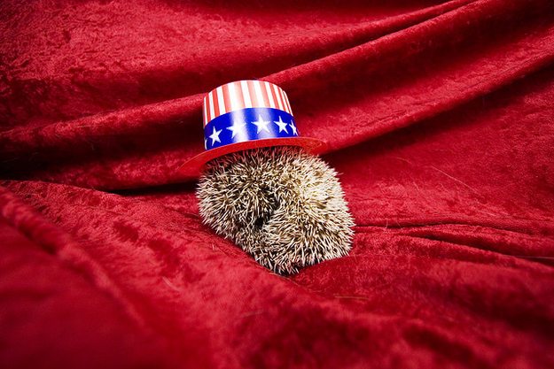 10-patriotic-animals-eagerly-waiting-for-ellections