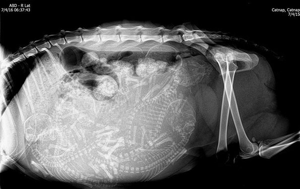 10-pregnant-animal-x-rays-that-are-both-awesome-and-scary