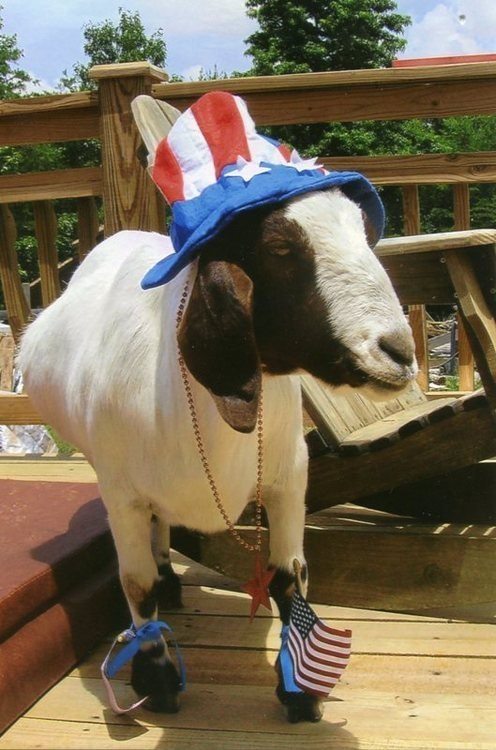 11-patriotic-animals-eagerly-waiting-for-ellections