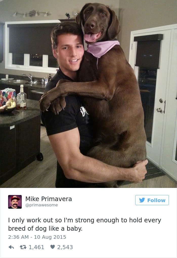 12-dog-tweets-that-are-simply-priceless