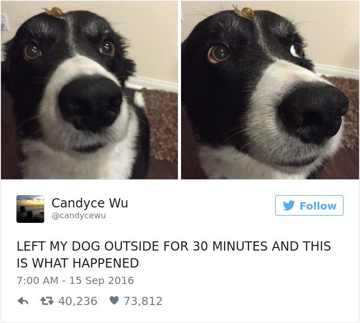14-dog-tweets-that-are-simply-priceless