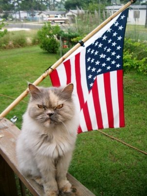 14-patriotic-animals-eagerly-waiting-for-ellections
