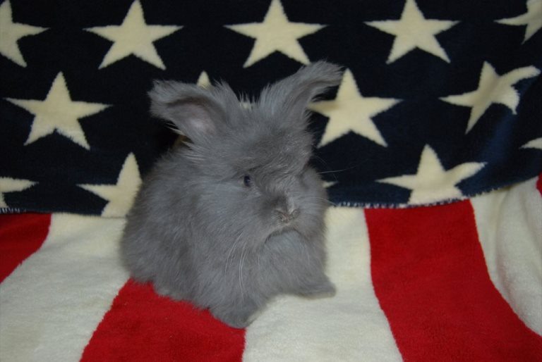 15-patriotic-animals-eagerly-waiting-for-ellections