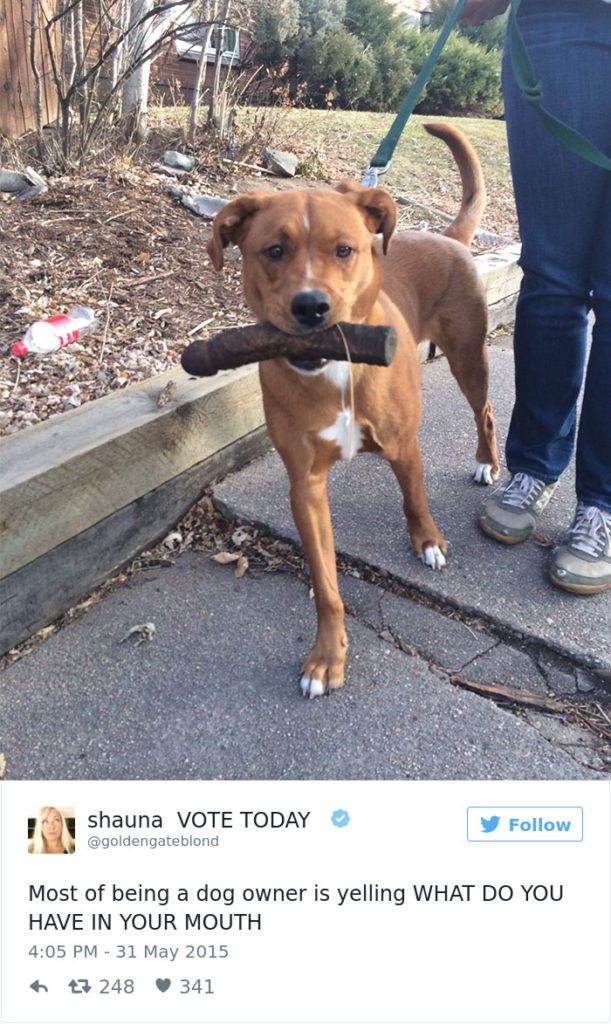 16-dog-tweets-that-are-simply-priceless