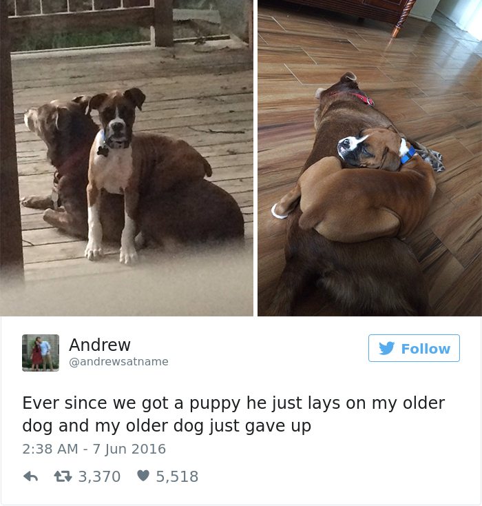 17-dog-tweets-that-are-simply-priceless