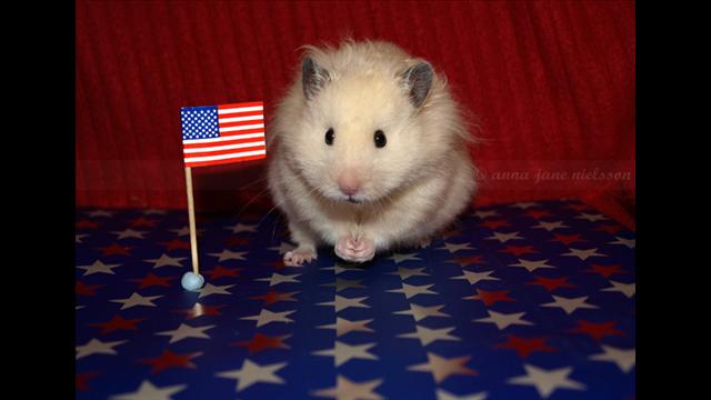 18-patriotic-animals-eagerly-waiting-for-ellections