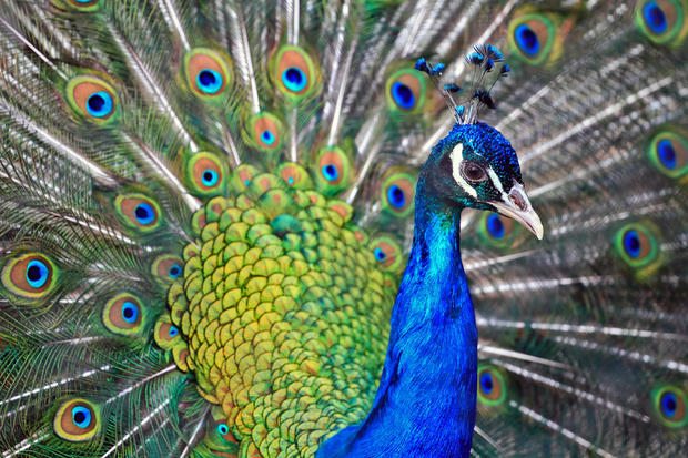 beautiful male indian peacock showing its feathers