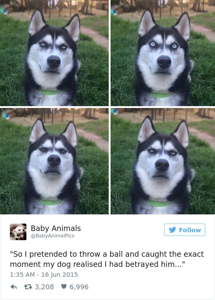 2-dog-tweets-that-are-simply-priceless