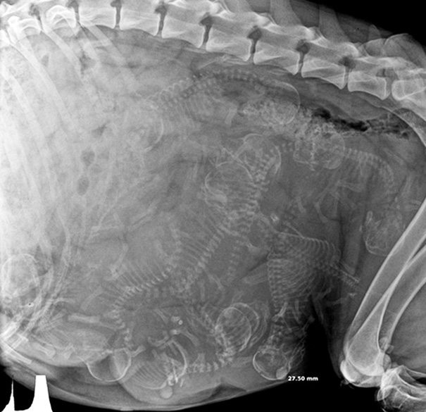 2-pregnant-animal-x-rays-that-are-both-awesome-and-scary