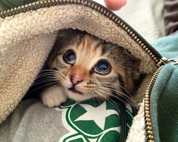 20-kittens-that-will-make-you-cry – Animal Encyclopedia