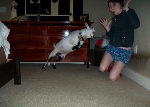 21-hilarious-fails-of-girls-and-animals