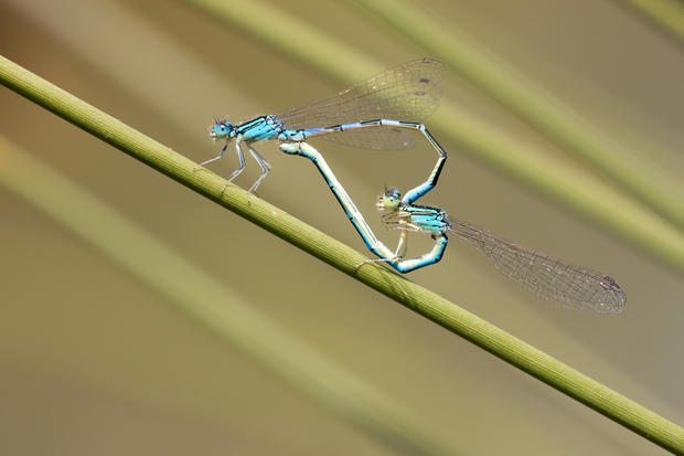 blue damselfly mating act