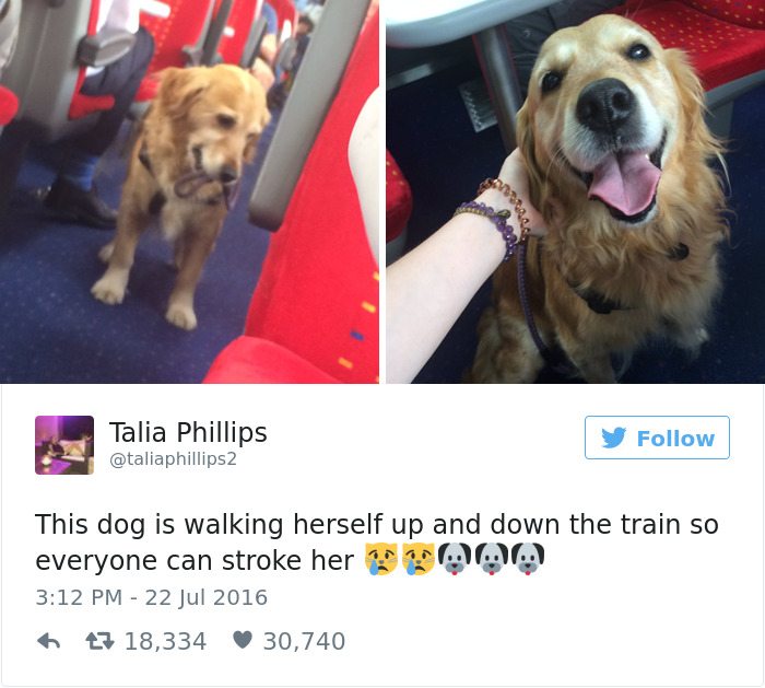 3-dog-tweets-that-are-simply-priceless