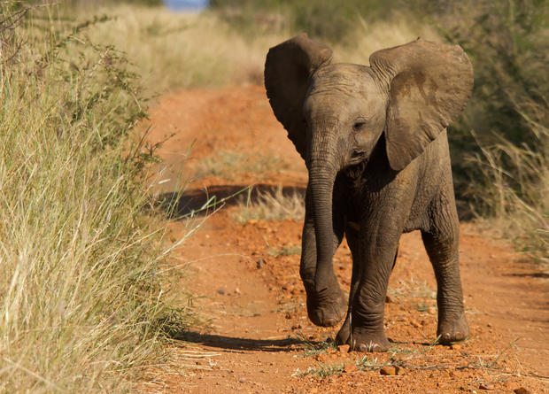 Baby elephant showing some bravado, image taken in Madikwe game reserve, South Africa.