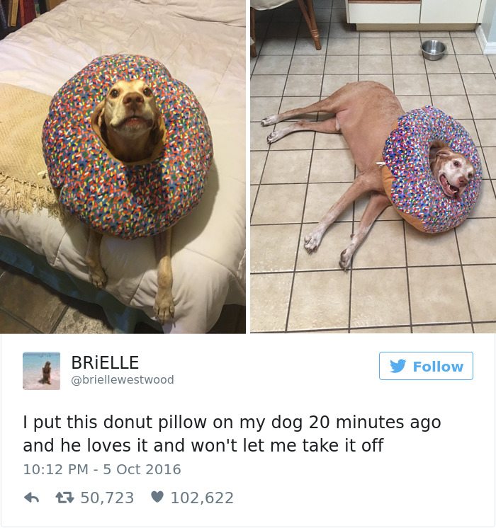 4-dog-tweets-that-are-simply-priceless