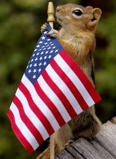 4-patriotic-animals-eagerly-waiting-for-ellections