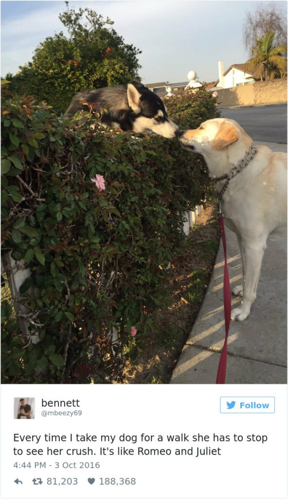 5-dog-tweets-that-are-simply-priceless