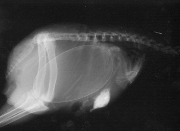 5-pregnant-animal-x-rays-that-are-both-awesome-and-scary