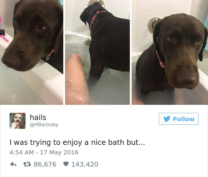 6-dog-tweets-that-are-simply-priceless