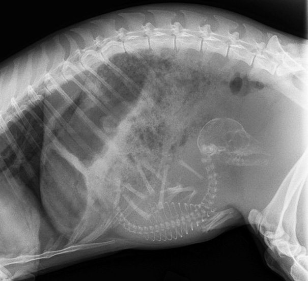6-pregnant-animal-x-rays-that-are-both-awesome-and-scary
