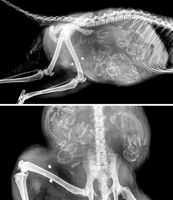 7-pregnant-animal-x-rays-that-are-both-awesome-and-scary