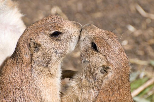 Two cute prairie dogs share a kiss on the open plains.