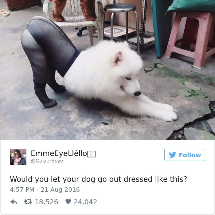 8-dog-tweets-that-are-simply-priceless