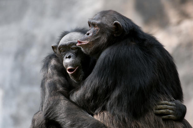 Chimpanzees have an omnivorous diet &
